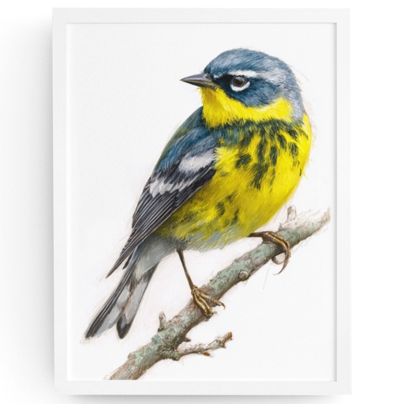 Watercolor Magnolia Warbler Bird Portrait Wall Art Print Poster , Unframed - Picture 1 of 7